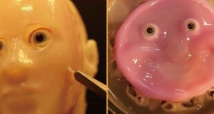 Robots con piel viva: Japón da un paso hacia los humanoides ultrarrealistas