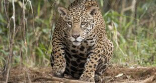 Panamá Avanza en la Conservación del Jaguar: Censo Revela Población Saludable en el Oriente del País