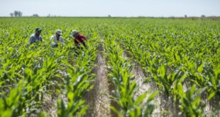 Productores de arroz alertan sobre posible aumento de precios tras eliminación del control de precios