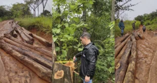 MiAMBIENTE detiene tala ilegal en Minas Bajas y refuerza el compromiso con la protección de los recursos naturales