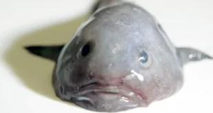 El pez gota, conocido como "el animal más feo del mundo", gana título de Pez del año en Nueva Zelanda