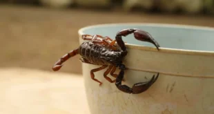 Alacranes en Casa: Cómo Prevenir su Presencia y Qué Hacer en Caso de Picadura