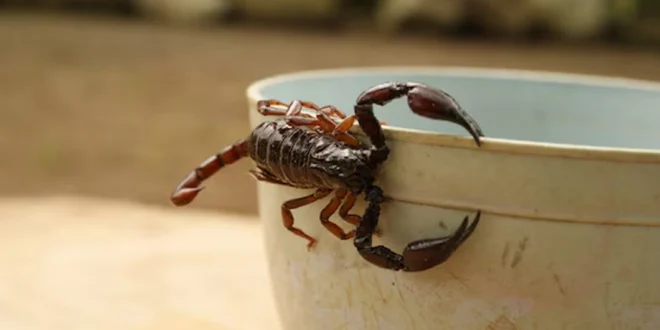 Alacranes en Casa: Cómo Prevenir su Presencia y Qué Hacer en Caso de Picadura
