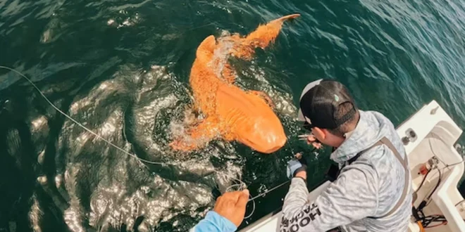 Descubren en Costa Rica un Extraño Tiburón Naranja con Ojos Blancos