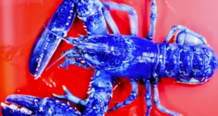 Sorprendente hallazgo de langostas azules en Massachusetts impulsa la investigación marina y la educación científica