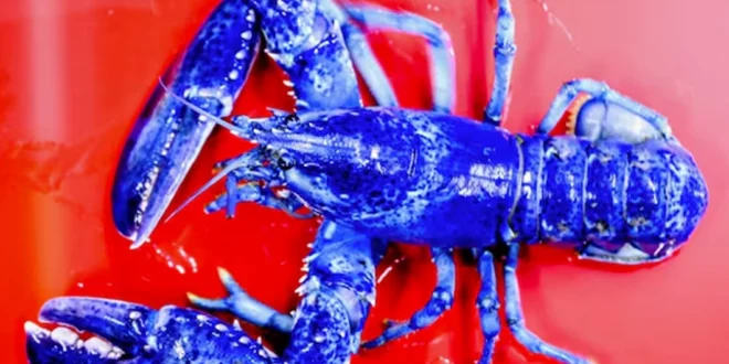 Sorprendente hallazgo de langostas azules en Massachusetts impulsa la investigación marina y la educación científica