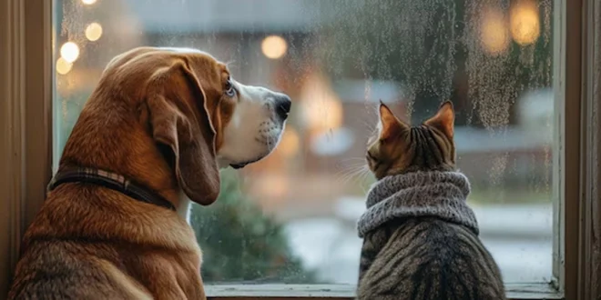 Claves para la Convivencia Armoniosa entre Perros y Gatos: Paciencia, Entorno y Entendimiento Mutuo