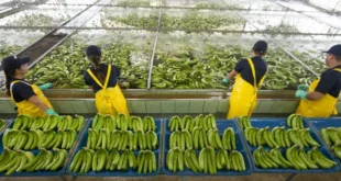 Bocas del Toro: Chiquita Panamá lanza masiva feria de empleo para reactivar sector bananero