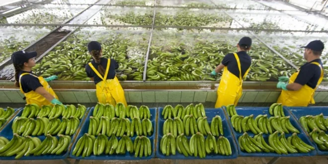 Bocas del Toro: Chiquita Panamá lanza masiva feria de empleo para reactivar sector bananero