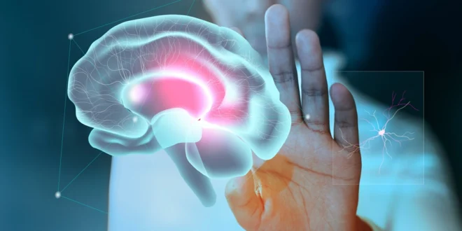 Nuevo Estudio Revela que la Adolescencia se Extiende hasta los 30 Años: Descubrimientos Clave sobre las Etapas del Cerebro