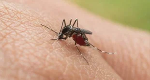 Panamá enfrenta brote de dengue con más de 14,000 casos en 2025