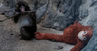El pequeño mono macaco Punch junto a su peluche de orangután en el zoológico de Ichikawa