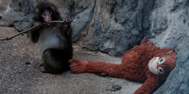 El pequeño mono macaco Punch junto a su peluche de orangután en el zoológico de Ichikawa