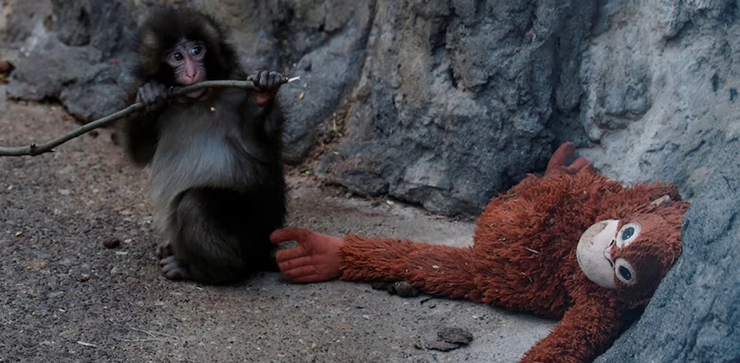 La conmovedora historia de Punch: el mono salvado por un peluche ...