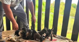 Crías de cabras nacidas por inseminación artificial bajo supervisión del MIDA en Panamá