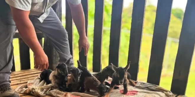 Crías de cabras nacidas por inseminación artificial bajo supervisión del MIDA en Panamá