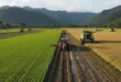 Campos de cultivo de arroz en Panamá con maquinaria agrícola trabajando
