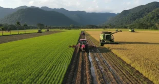 Campos de cultivo de arroz en Panamá con maquinaria agrícola trabajando
