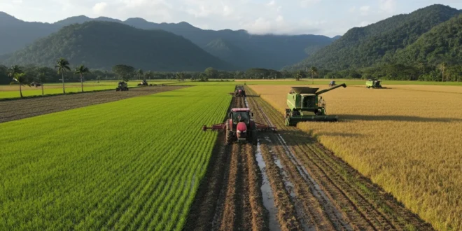 Campos de cultivo de arroz en Panamá con maquinaria agrícola trabajando