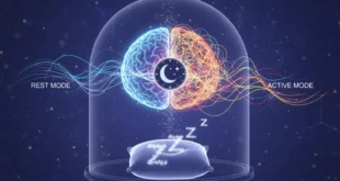 Representación científica del cerebro humano y la importancia del descanso nocturno.