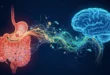 Representación científica del eje intestino-cerebro conectando el sistema digestivo con el sistema nervioso central.