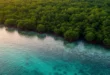 Vista aérea de un denso bosque tropical junto a un río de agua azul, ilustrando la biodiversidad y el ciclo de agua.