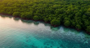 Vista aérea de un denso bosque tropical junto a un río de agua azul, ilustrando la biodiversidad y el ciclo de agua.