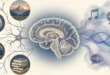 Representación neuronal de la memoria visual y auditiva
