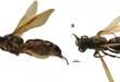 Espécimen hembra de la avispa Lissocampsomeris bribri descubierta en el Jardín Botánico Summit de Panamá.