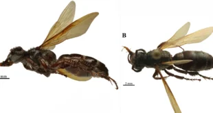 Espécimen hembra de la avispa Lissocampsomeris bribri descubierta en el Jardín Botánico Summit de Panamá.