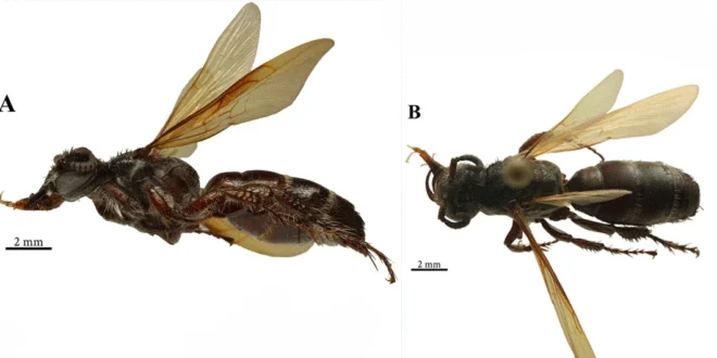 Espécimen hembra de la avispa Lissocampsomeris bribri descubierta en el Jardín Botánico Summit de Panamá.