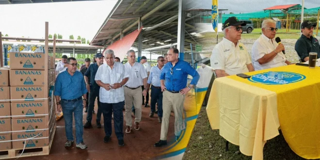 El Presidente José Raúl Mulino durante su visita a las plantaciones de banano en Bocas del Toro.