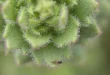 Descubrimiento de carnívoría en Saxifraga candelabrum