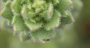 Descubrimiento de carnívoría en Saxifraga candelabrum