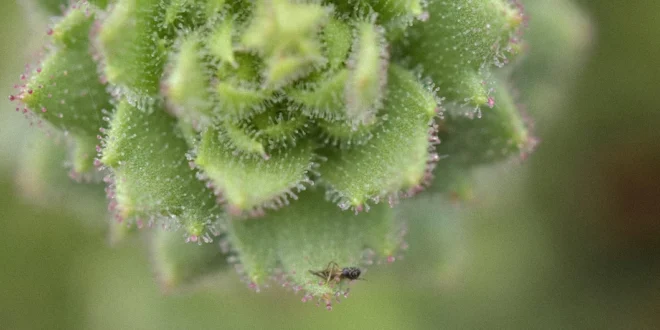 Descubrimiento de carnívoría en Saxifraga candelabrum