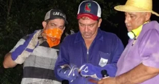 Técnicos de Salud Animal del MIDA realizando captura de murciélagos hematófagos en Los Santos para prevenir la rabia bovina.
