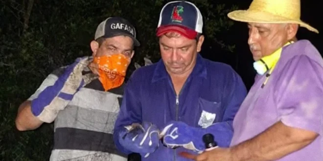 Técnicos de Salud Animal del MIDA realizando captura de murciélagos hematófagos en Los Santos para prevenir la rabia bovina.