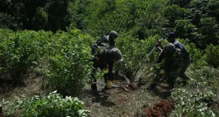 Trump mantiene descertificación a Colombia en la lucha contra las drogas