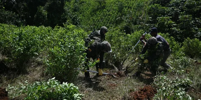 Trump mantiene descertificación a Colombia en la lucha contra las drogas