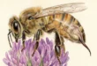 Aguijón de abeja: cómo sigue inyectando veneno después de desprenderse